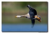 Indische Gans - Bar-headed Goose
