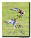 Grutto - Black-tailed Godwit