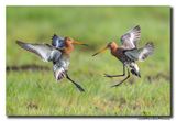 Grutto - Black-tailed Godwit
