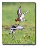 Grutto - Black-tailed GodwitGrutto