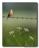 Kneu - Linnet