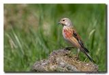 Kneu - Linnet