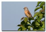 Kneu - Linnet