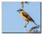 Paapje - Whinchat