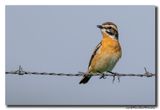 Paapje - Whinchat