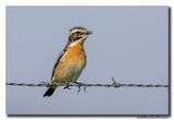 Paapje - Whinchat