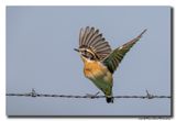 Paapje - Whinchat