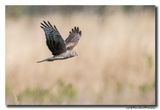 Blauwe Kiekendief - Hen Harrier
