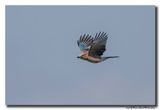 Gaai - Jay