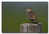 Graspieper - Meadow Pipit