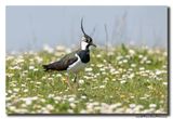 Kievit - Northern Lapwing
