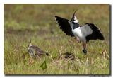 Kievit - Northern Lapwing