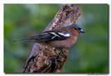 Vink - Chaffinch