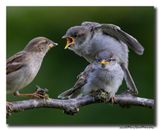 Huismus - House Sparrow