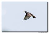 Spreeuw - Starling