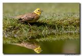 Geelgors - Yellowhammer
