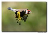 Putter - Goldfinch