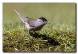 Zwartkop - Blackcap