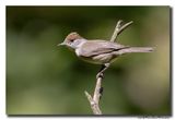 Zwartkop - Blackcap