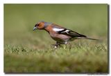 Vink - Chaffinch