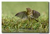 Tjiftjaf - Common Chiffchaff
