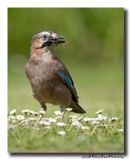 Gaai - Jay