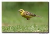 Geelgors - Yellowhammer