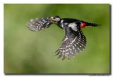 Grote Bonte Specht - Great Spotted Woodpecker