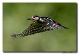 Grote Bonte Specht - Great Spotted Woodpecker