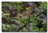 Zanglijster - Song Thrush
