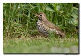 Zanglijster - Song Thrush