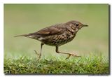 Zanglijster - Song Thrush