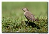 Tuinfluiter - Garden Warbler 