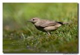 Tuinfluiter - Garden Warbler 