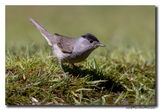 Zwartkop - Blackcap