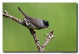Zwartkop - Blackcap