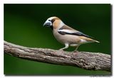 Appelvink - Hawfinch