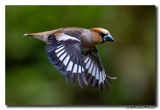 Appelvink - Hawfinch