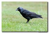 Kauw - Western Jackdaw