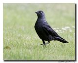 Kauw - Western Jackdaw