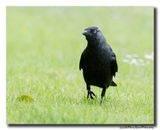 Kauw - Western Jackdaw