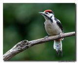 Grote Bonte Specht - Great Spotted Woodpecker