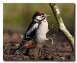 Grote Bonte Specht - Great Spotted Woodpecker