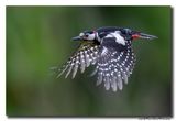 Grote Bonte Specht - Great Spotted Woodpecker