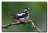 Grote Bonte Specht - Great Spotted Woodpecker