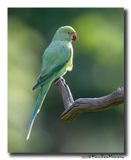 Halsbandparkiet - Rose-ringed Parakeet