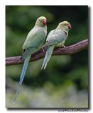 Halsbandparkiet - Rose-ringed Parakeet