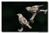 Huismus - House Sparrow