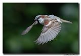 Huismus - House Sparrow