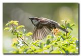 Huismus - House Sparrow